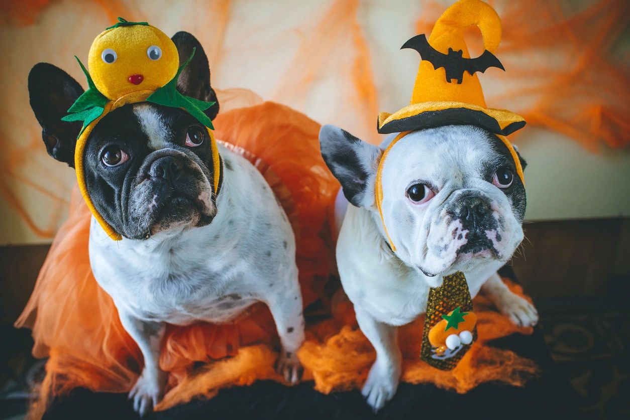 Two dogs dressed in Halloween costumes sitting on a front porch in Hampton, VA, highlighting safe and fun holiday celebrations.